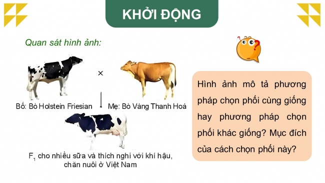 Soạn giáo án điện tử Công nghệ chăn nuôi 11 KNTT Bài 5: Nhân giống vật nuôi