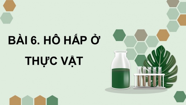 Soạn giáo án điện tử sinh học 11 KNTT Bài 6: Hô hấp ở thực vật (P2)