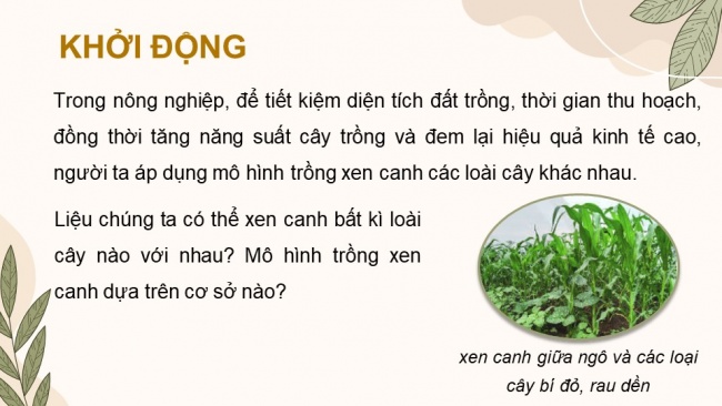 Soạn giáo án điện tử sinh học 11 CTST Bài 4: Quang hợp ở thực vật (P1)