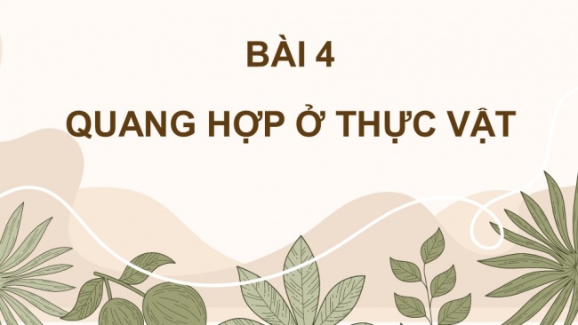 Soạn giáo án điện tử sinh học 11 CTST Bài 4: Quang hợp ở thực vật (P2)