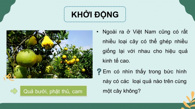 Bài giảng điện tử sinh học 11 kết nối tri thức