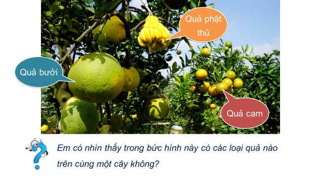 Bài giảng điện tử sinh học 11 cánh diều