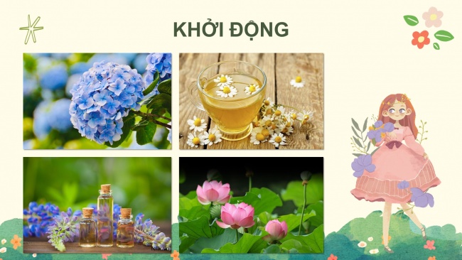 Soạn giáo án điện tử công nghệ 4 KNTT bài 1: Lợi ích của hoa, cây cảnh đối với đời sống