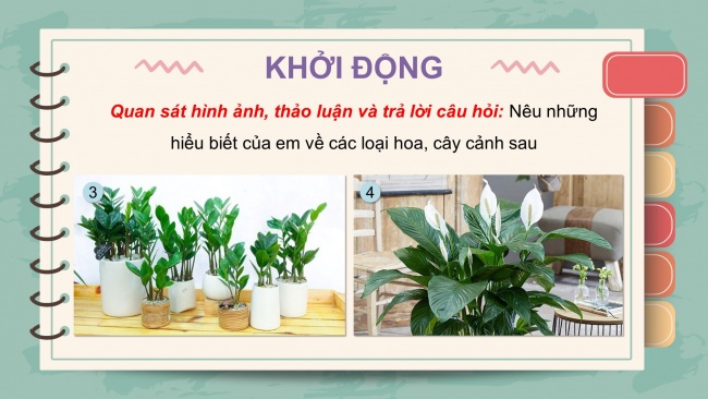 Soạn giáo án điện tử công nghệ 4 KNTT bài 2: Một số loại hoa, cây cảnh phổ biến