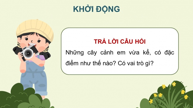 Soạn giáo án điện tử công nghệ 4 cánh diều Bài 3: Một số loại cây cảnh phổ biến