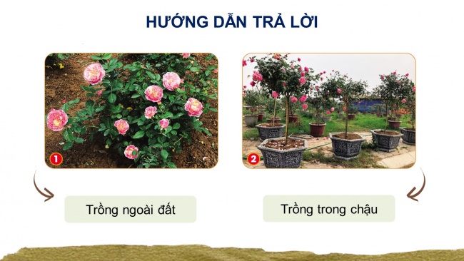 Soạn giáo án điện tử công nghệ 4 cánh diều Bài 4: Chậu và giá thể trồng hoa, cây cảnh