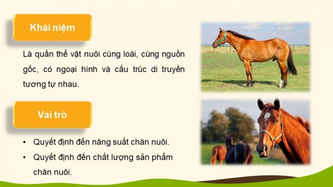 Soạn giáo án điện tử Công nghệ chăn nuôi 11 KNTT Bài 3: Khái niệm, vai trò của giống trong chăn nuôi