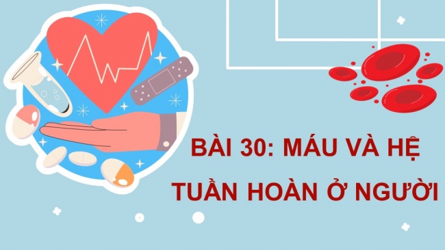 Soạn giáo án điện tử KHTN 8 CD Bài 30: Máu và hệ tuần hoàn ở người