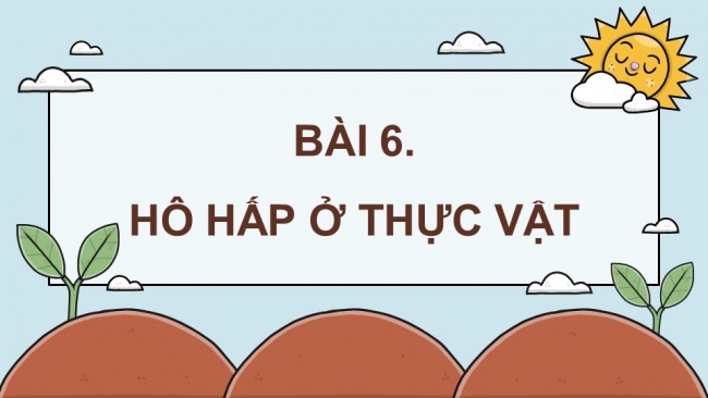 Soạn giáo án điện tử sinh học 11 Cánh diều Bài 5: Hô hấp ở thực vật