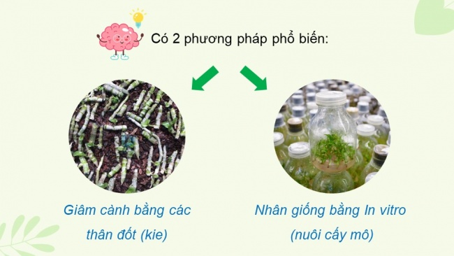 Bài giảng điện tử sinh học 11 chân trời sáng tạo