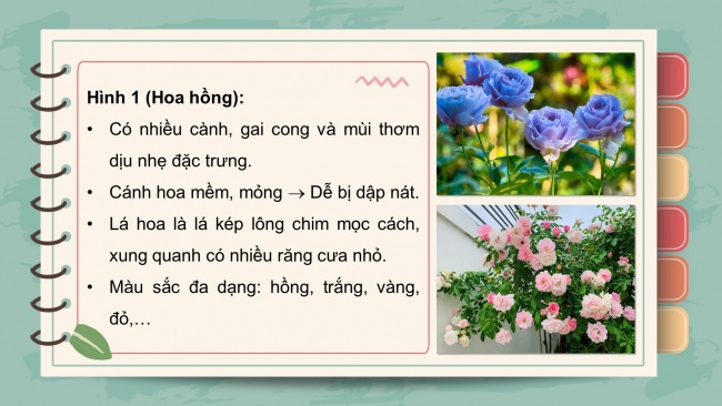 Soạn giáo án điện tử công nghệ 4 KNTT bài 2: Một số loại hoa, cây cảnh phổ biến