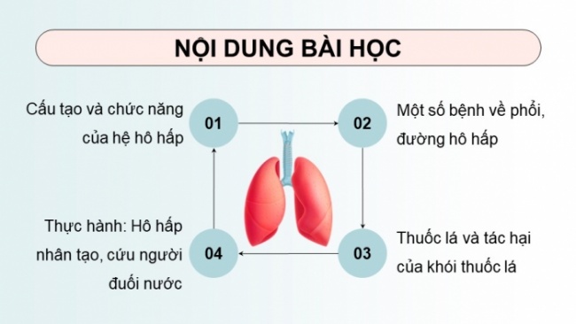 Soạn giáo án điện tử KHTN 8 KNTT Bài 34: Hệ hô hấp ở người