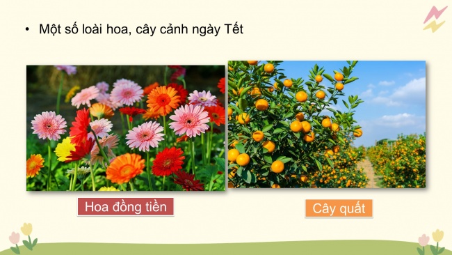 Soạn giáo án điện tử công nghệ 4 cánh diều Bài 1: Lợi ích của hoa và cây cảnh