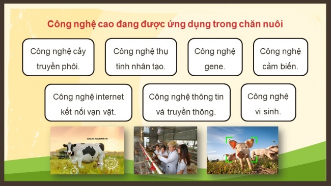 Soạn giáo án điện tử Công nghệ chăn nuôi 11 KNTT Bài 1: Vai trò và triển vọng của chăn nuôi