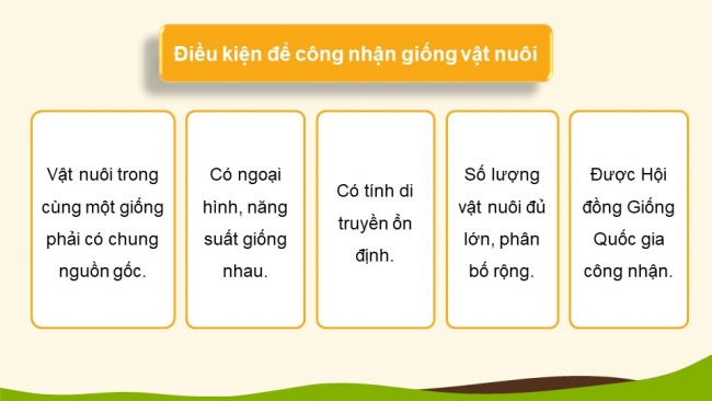 Soạn giáo án điện tử Công nghệ chăn nuôi 11 KNTT Bài 3: Khái niệm, vai trò của giống trong chăn nuôi