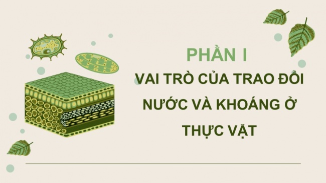 Soạn giáo án điện tử sinh học 11 Cánh diều Bài 2: Trao đổi nước và khoáng ở thực vật (P1)