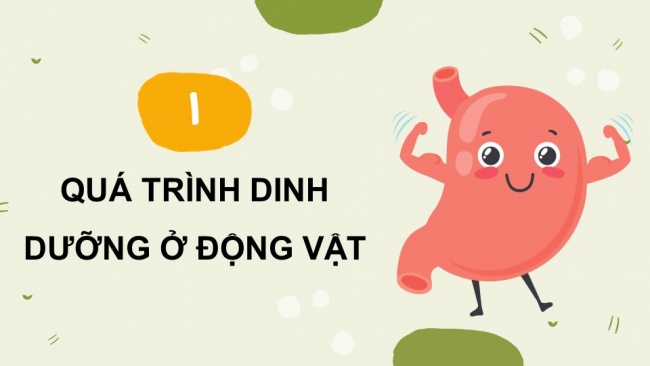 Soạn giáo án điện tử sinh học 11 Cánh diều Bài 6: Dinh dưỡng và tiêu hoá ở động vật (P1)