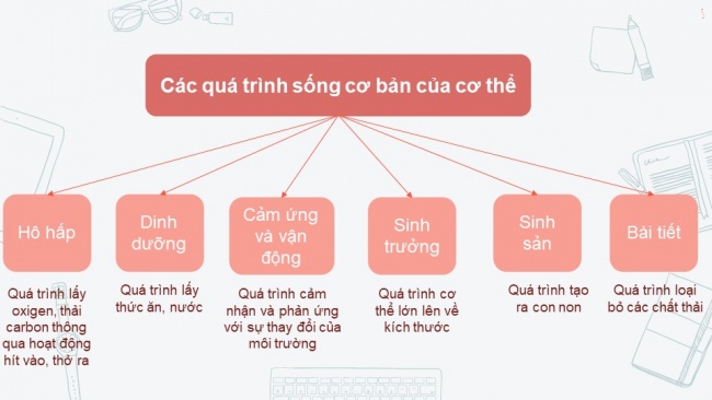 Tải bài giảng điện tử sinh học 6 kết nối tri thức