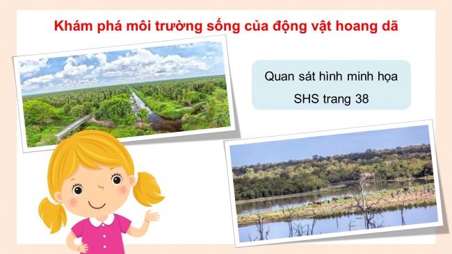 Soạn giáo án điện tử mĩ thuật 4 CTST bản 1 Bài 4: Mô hình khu bảo tồn thiên nhiên