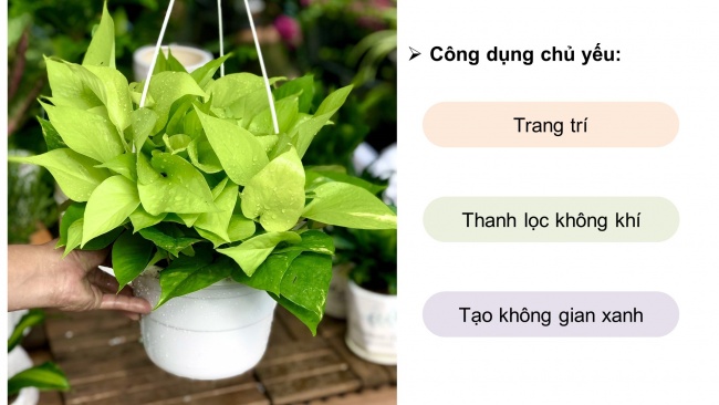 Soạn giáo án điện tử công nghệ 4 cánh diều Bài 3: Một số loại cây cảnh phổ biến