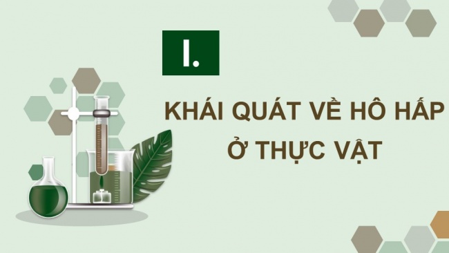 Soạn giáo án điện tử sinh học 11 CTST Bài 6: Hô hấp ở thực vật