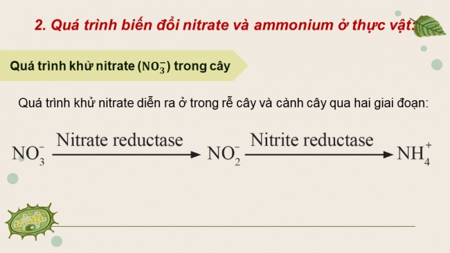 Soạn giáo án điện tử sinh học 11 Cánh diều Bài 2: Trao đổi nước và khoáng ở thực vật (P2)