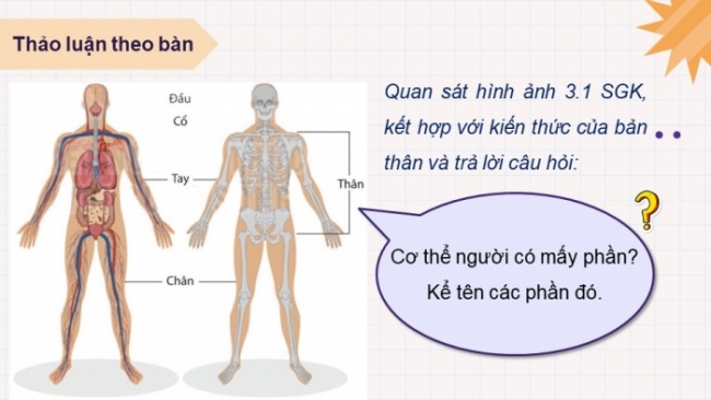 Soạn giáo án điện tử KHTN 8 KNTT Bài 30: Khái quát về cơ thể người