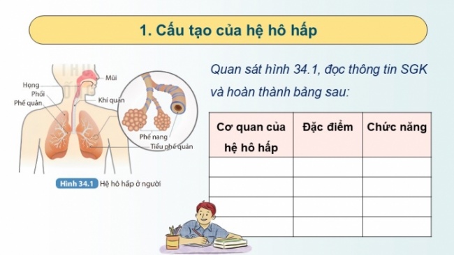 Soạn giáo án điện tử KHTN 8 KNTT Bài 34: Hệ hô hấp ở người