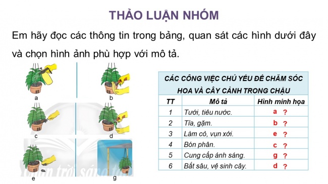 Soạn giáo án điện tử công nghệ 4 CTST Bài 5: Chăm sóc hoa, cây cảnh trong chậu