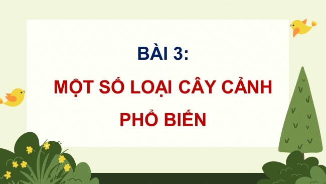 Soạn giáo án điện tử công nghệ 4 cánh diều Bài 3: Một số loại cây cảnh phổ biến