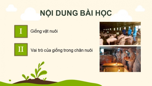 Soạn giáo án điện tử Công nghệ chăn nuôi 11 KNTT Bài 3: Khái niệm, vai trò của giống trong chăn nuôi