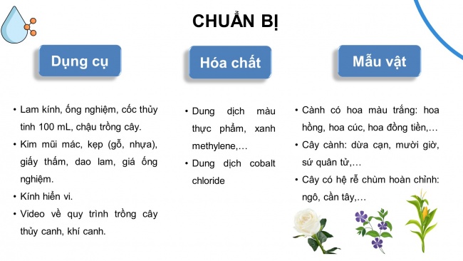 Soạn giáo án điện tử sinh học 11 KNTT Thực hành: Trao đổi nước và khoáng ở thực vật