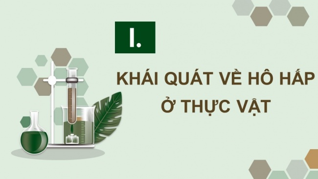 Soạn giáo án điện tử sinh học 11 KNTT Bài 6: Hô hấp ở thực vật (P1)