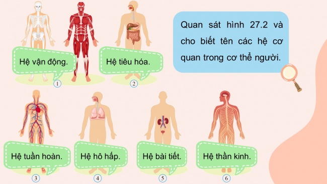 Soạn giáo án điện tử KHTN 8 CD Bài 27: Khái quát về cơ thể người