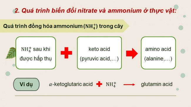 Soạn giáo án điện tử sinh học 11 Cánh diều Bài 2: Trao đổi nước và khoáng ở thực vật (P2)