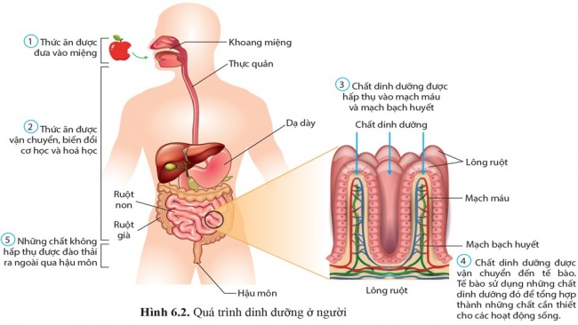 Soạn giáo án điện tử sinh học 11 Cánh diều Bài 6: Dinh dưỡng và tiêu hoá ở động vật (P1)