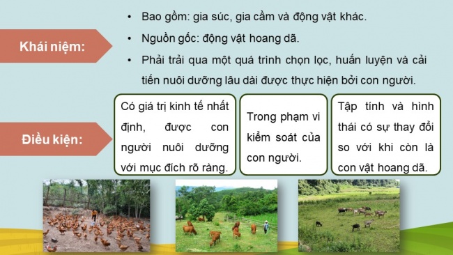 Soạn giáo án điện tử công nghệ chăn nuôi 11 Cánh diều Bài 3: Phân loại vật nuôi