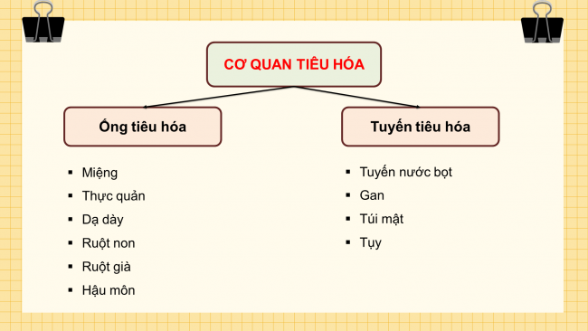 Bài giảng Powerpoint tự nhiên và xã hội 3 kết nối tri thức