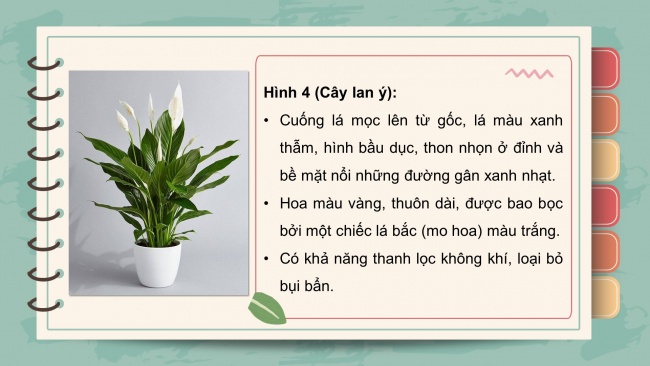 Soạn giáo án điện tử công nghệ 4 KNTT bài 2: Một số loại hoa, cây cảnh phổ biến