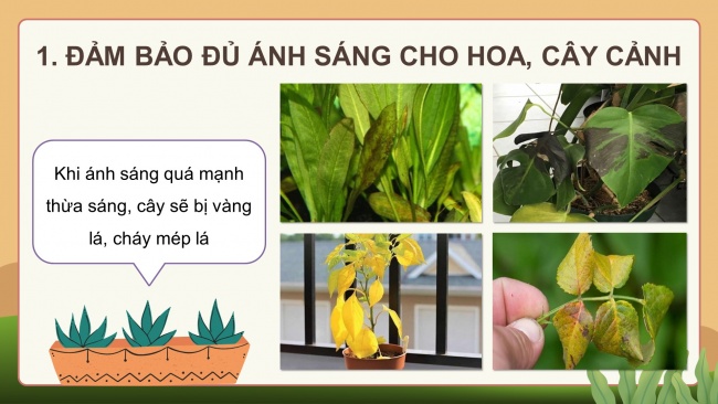 Soạn giáo án điện tử công nghệ 4 KNTT bài 6: Chăm sóc hoa, cây cảnh trong chậu