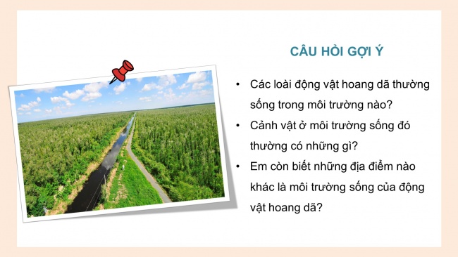 Soạn giáo án điện tử mĩ thuật 4 CTST bản 1 Bài 4: Mô hình khu bảo tồn thiên nhiên