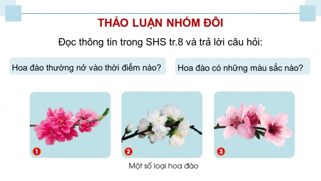 Soạn giáo án điện tử công nghệ 4 cánh diều Bài 2: Một số loại hoa phổ biến