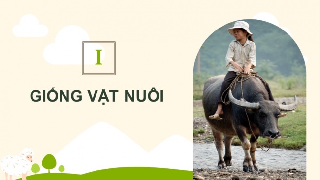 Soạn giáo án điện tử Công nghệ chăn nuôi 11 KNTT Bài 3: Khái niệm, vai trò của giống trong chăn nuôi