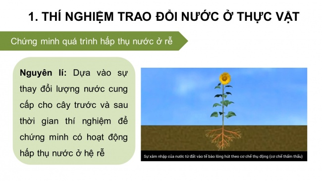 Soạn giáo án điện tử sinh học 11 KNTT Thực hành: Trao đổi nước và khoáng ở thực vật