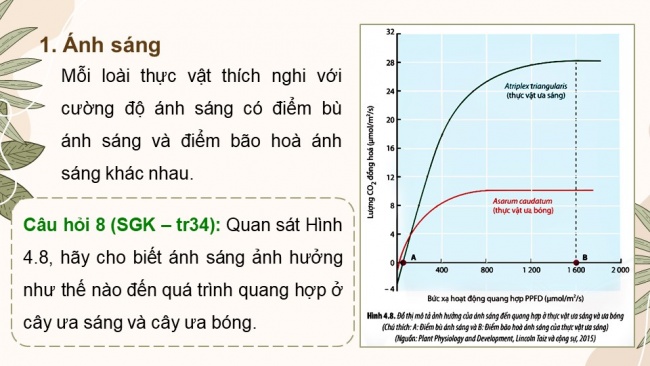 Soạn giáo án điện tử sinh học 11 CTST Bài 4: Quang hợp ở thực vật (P2)