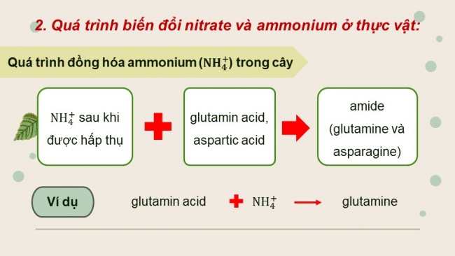 Soạn giáo án điện tử sinh học 11 Cánh diều Bài 2: Trao đổi nước và khoáng ở thực vật (P2)