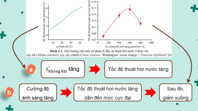 Soạn giáo án điện tử sinh học 11 Cánh diều  Bài 3: Các nhân tố ảnh hưởng đến trao đổi nước và khoáng ở thực vật