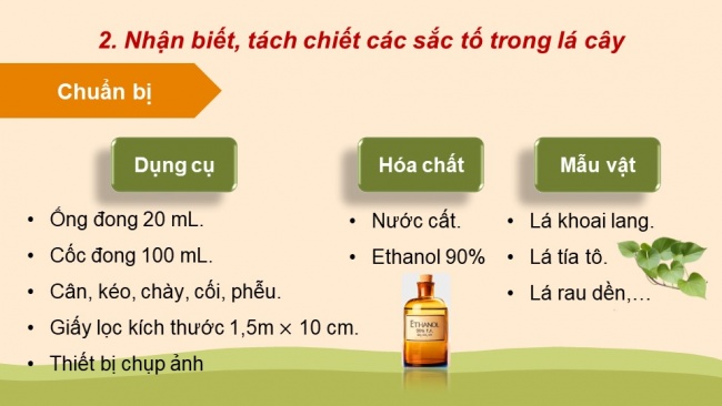 Soạn giáo án điện tử sinh học 11 Cánh diều Bài 4: Quang hợp ở thực vật (P2)
