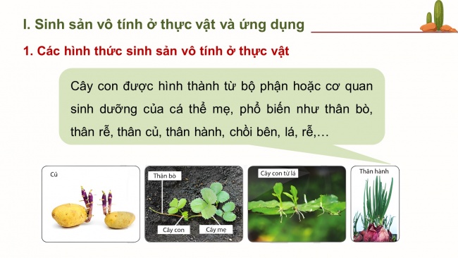 Bài giảng điện tử sinh học 11 cánh diều