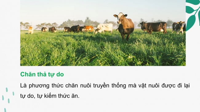 Bài giảng điện tử công nghệ chăn nuôi 11 cánh diều